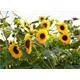 Reinsaat Helianthus annuus Sonnenblume, Henry Wilde Erfahrungen Reinsaat Helianthus annuus Sonnenblume, Henry Wilde Erfahrungen
