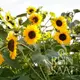 Reinsaat Helianthus annuus Sonnenblume Henry Wild