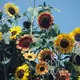 Reinsaat Helianthus annuus, Sonnenblume Herbstschönheit