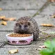 CJ Wildlife Igelschale Myrte