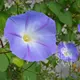 Reinsaat Ipomoea purpurea Prachtwinde, Star of Yelta