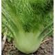 Reinsaat Knollenfenchel Fino
