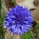 Kornblume Blauer Junge von Reinsaat