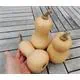 Reinsaat Kürbis Mini Butternut Erfahrungen Reinsaat Kürbis Mini Butternut Erfahrungen