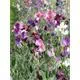 Reinsaat Lathyrus odoratus, Edelwicke