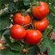 leckere Tomaten Neudorff  BioTrissol Tomaten- und GemüseDünger 1 L
