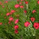Reinsaat Linum grandiflorum, Roterlein