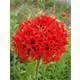 Reinsaat Lychnis chalcedonica, Brennende Liebe Erfahrungen Reinsaat Lychnis chalcedonica, Brennende Liebe Erfahrungen