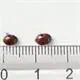 Marienkäfer Adalia bipunctata