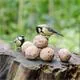 Meisenknödel mit Insekten im Garten