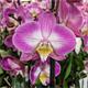 Multikraft Magic Orchidee