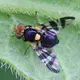 Nematoden gegen Kirschfruchtfliegen-Larven Schädling Rhagoletis cerasi