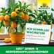 Neudorff Azet Zitrus- & MediterranpflanzenDünger biologischer Spezialdünger