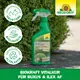 Neudorff Biokraft Vitalkur für Buxus und Ilex AF Eigenschaften
