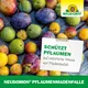 Neudorff Neudomon Pflaumenmadenfalle insektizidfrei