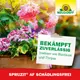 Neudorff Spruzit AF Schädlingsfrei zuverlässige Wirkung