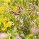 Blumenwiese aus Neudorff WildgärtnerFreude Bienengarten