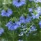 Reinsaat Nigella damascena, Jungfer im Grünen, blau