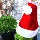 Nikolausmütze für Pflanzen Weihnachtsdeko