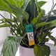 Raubmilbe Neoseiulus californicus an Spathiphyllum