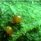 Raubmilben Phytoseiulus