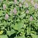 Reinsaat Agastache foeniculum, Anis-Ysop Saatgut Erfahrungen