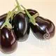 Reinsaat Aubergine Melanzani Nero Saatgut Erfahrungen