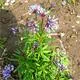 Reinsaat Blue Woodruff, Blauer Waldmeister Saatgut Erfahrungen
