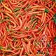 Reinsaat Chili Lanterna de foc