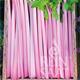 Reinsaat Chinese Pink Celery Saatgut