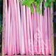 Reinsaat Chinese Pink Celery Saatgut Erfahrungen Reinsaat Chinese Pink Celery Saatgut Erfahrungen
