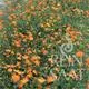 Reinsaat Cosmea orange
