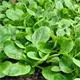 Reinsaat Feldsalat Verte à coeur plein 2 Erfahrungen Reinsaat Feldsalat Verte à coeur plein 2 Erfahrungen