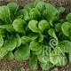 Reinsaat Feldsalat Vit