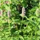 Reinsaat Agastache rugosa Koreaminze Saatgut Erfahrungen Reinsaat Agastache rugosa Koreaminze Saatgut Erfahrungen