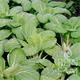 Reinsaat Pak Choi White Celery Mustard