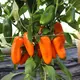 Reinsaat Paprika Amorino Saatgut Erfahrungen Reinsaat Paprika Amorino Saatgut Erfahrungen