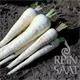 Reinsaat Pastinake Schleswiger Schnee Saatgut Erfahrungen Reinsaat Pastinake Schleswiger Schnee Saatgut Erfahrungen