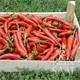 Reinsaat Pfefferioni de Cayenne