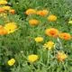 Reinsaat Ringelblume, gelb-orange Saatgut Erfahrungen Reinsaat Ringelblume, gelb-orange Saatgut Erfahrungen