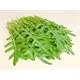 Reinsaat Wilde Rauke fein Rucola