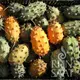 Reinsaat Stachelgurke Kiwano