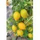 Reinsaat Tomate Citrina Saatgut Erfahrungen