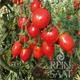 Reinsaat Tomate Pantelli Saatgut Erfahrungen Reinsaat Tomate Pantelli Saatgut Erfahrungen