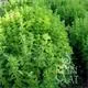 Reinsaat Würzoregano Samothrake