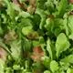 Reinsaat Salatmischung Misticanza Saatgut Erfahrungen Reinsaat Salatmischung Misticanza Saatgut Erfahrungen