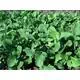 Reinsaat Salatrauke Rucola coltivata