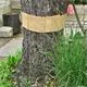Schacht Insekten Fanggürtel Stamm
