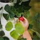 Sissi Strawberry Erdbeerbaum Naschobst