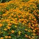 Reinsaat Tagetes tenuifolia, Gewürztagetes Saatgut Erfahrungen Reinsaat Tagetes tenuifolia, Gewürztagetes Saatgut Erfahrungen